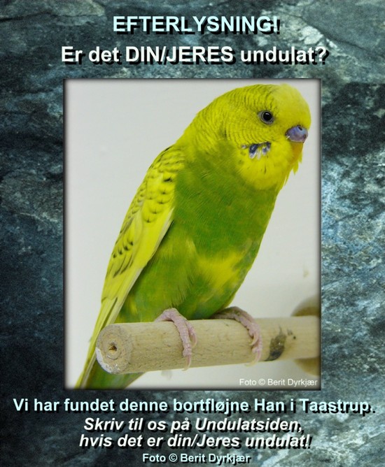 Images: alm_undulat_fundet_01.JPG